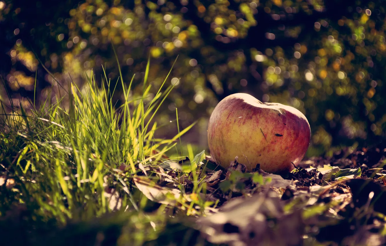 Фото обои трава, макро, яблочко, на земле