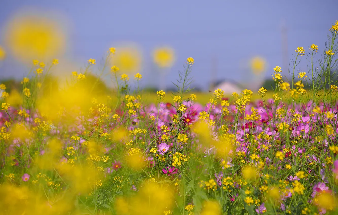 Фото обои поле, небо, трава, цветы, луг