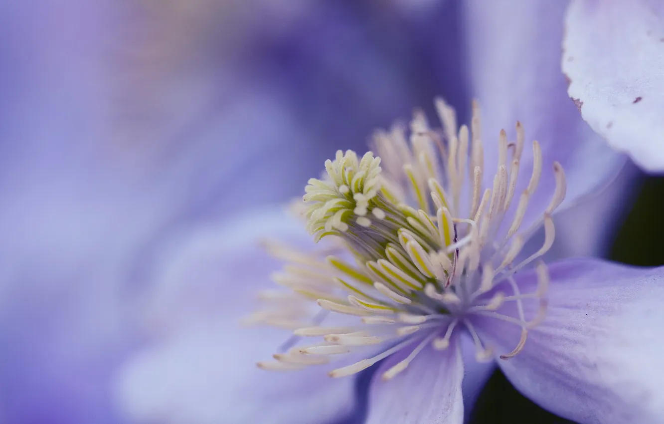 Фото обои цветок, фон, сиреневый, Purple haze