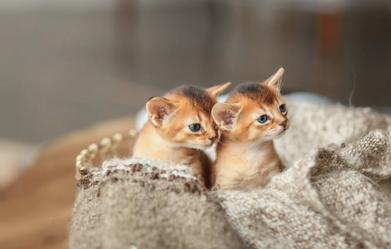 Фото обои малыши, два котенка, Денис Ганенко