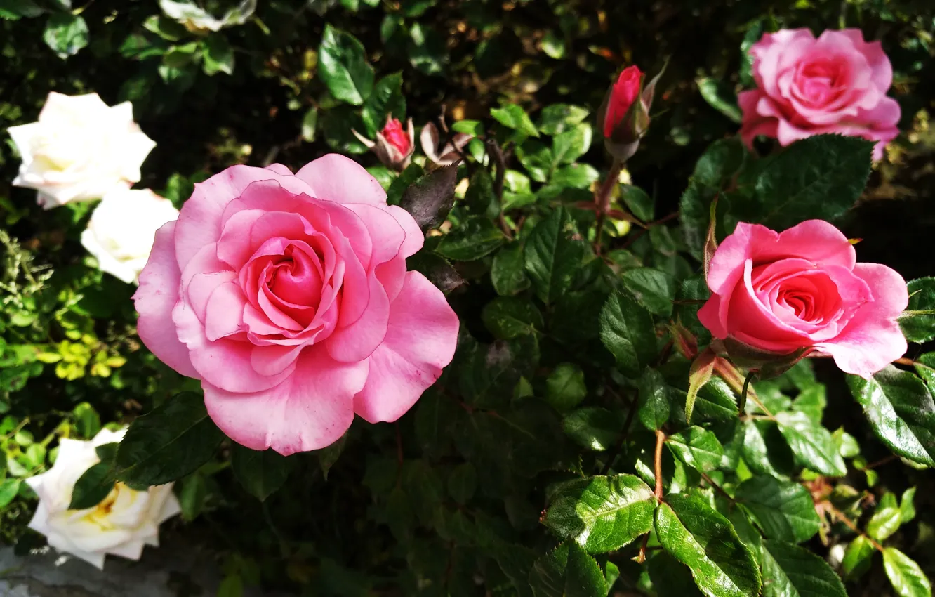 Фото обои Розы, Flowers, Roses, Pink roses, Розовые розы