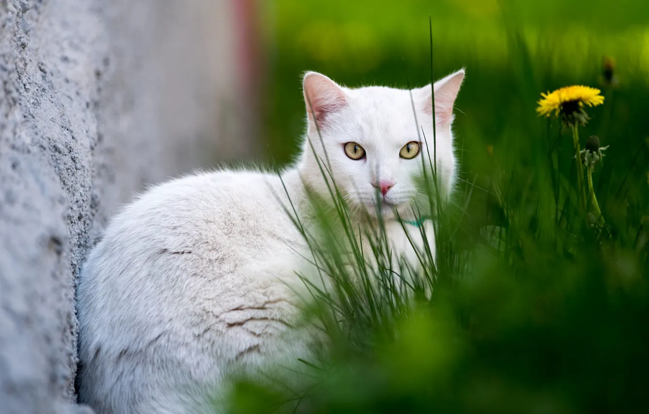 Фото обои кошка, белый, трава, кот, фон, одуванчик, белая