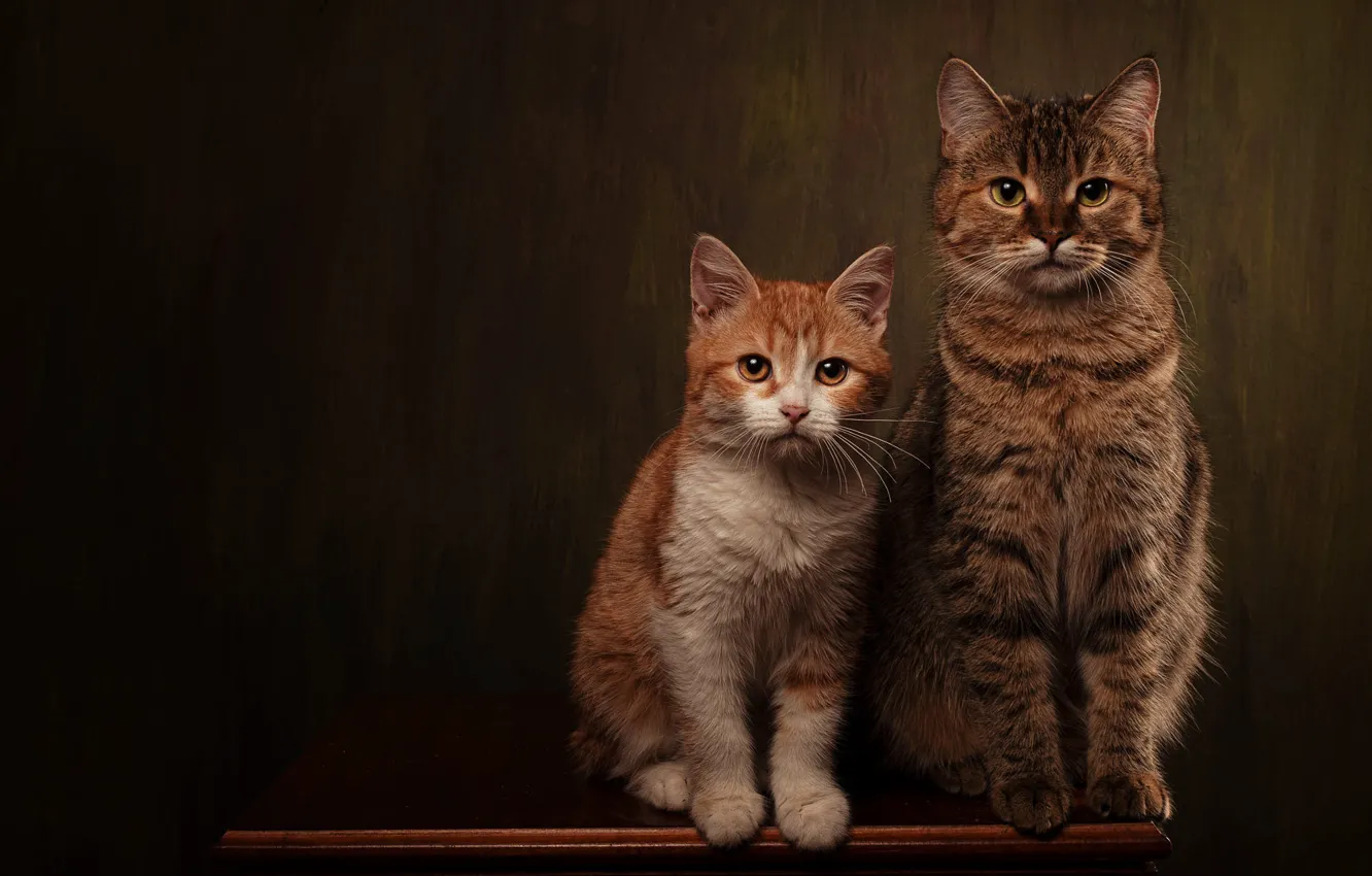 Фото обои кошка, кот, взгляд, кошки, поза, темный фон, котенок, стол