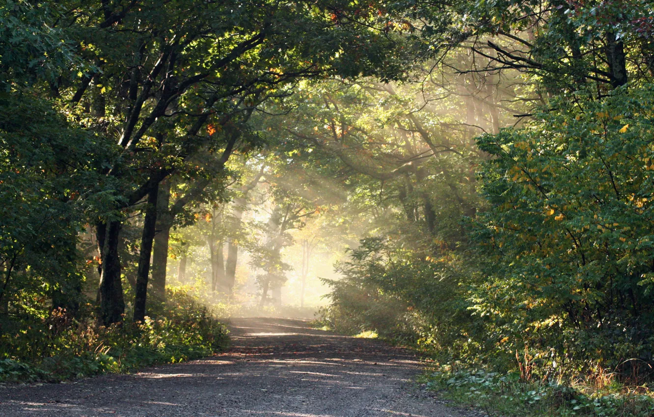 Фото обои дорога, лес, свет, природа