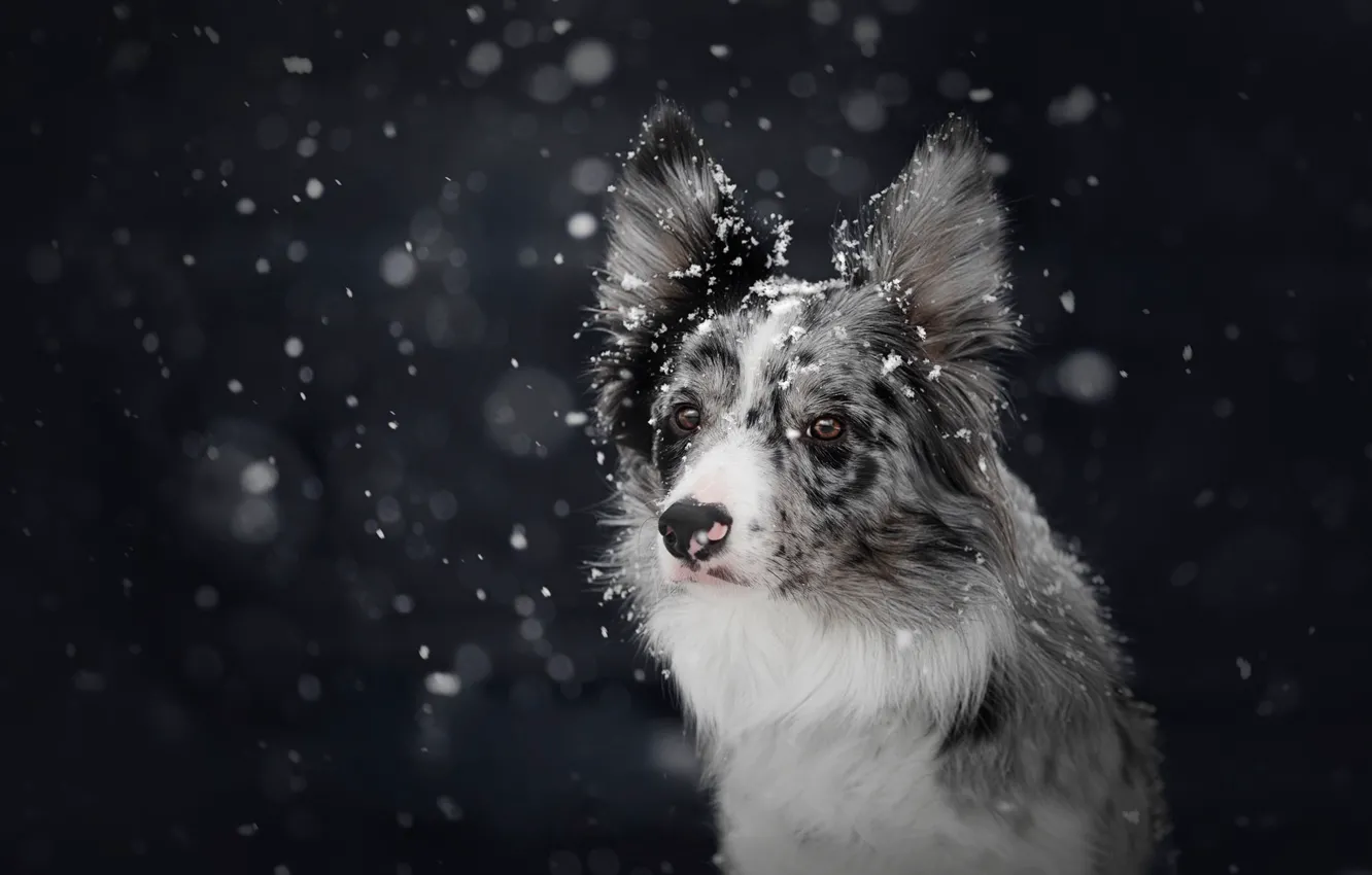 Фото обои зима, снег, темный фон, собака, снегопад, боке, бордер-колли