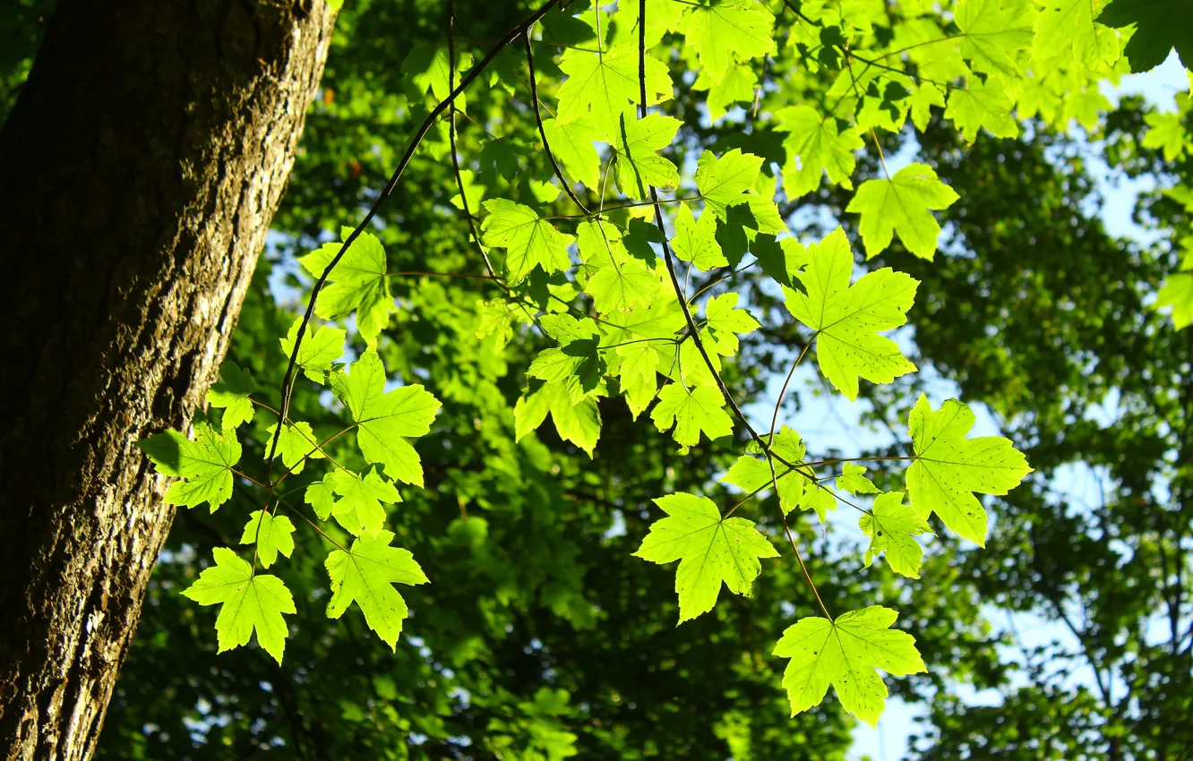 Фото обои forest, park, tree, leaf