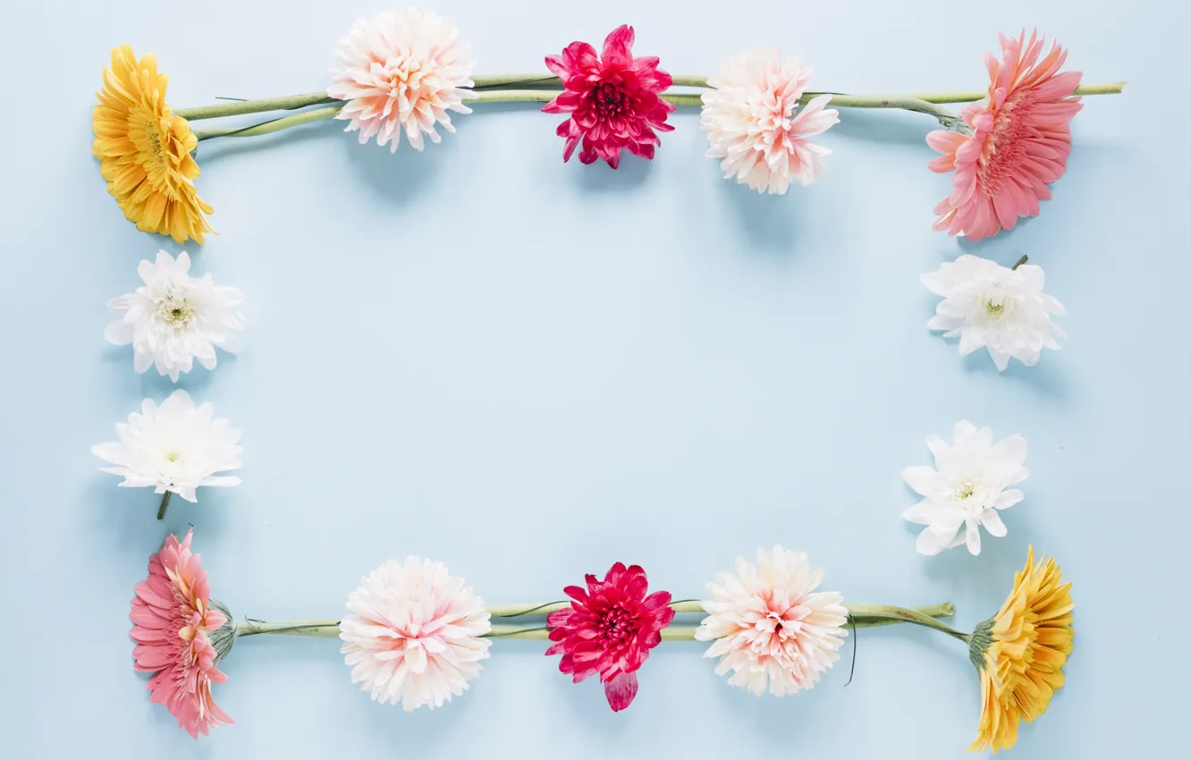 Фото обои цветы, рамка, colorful, хризантемы, flowers, frame, floral