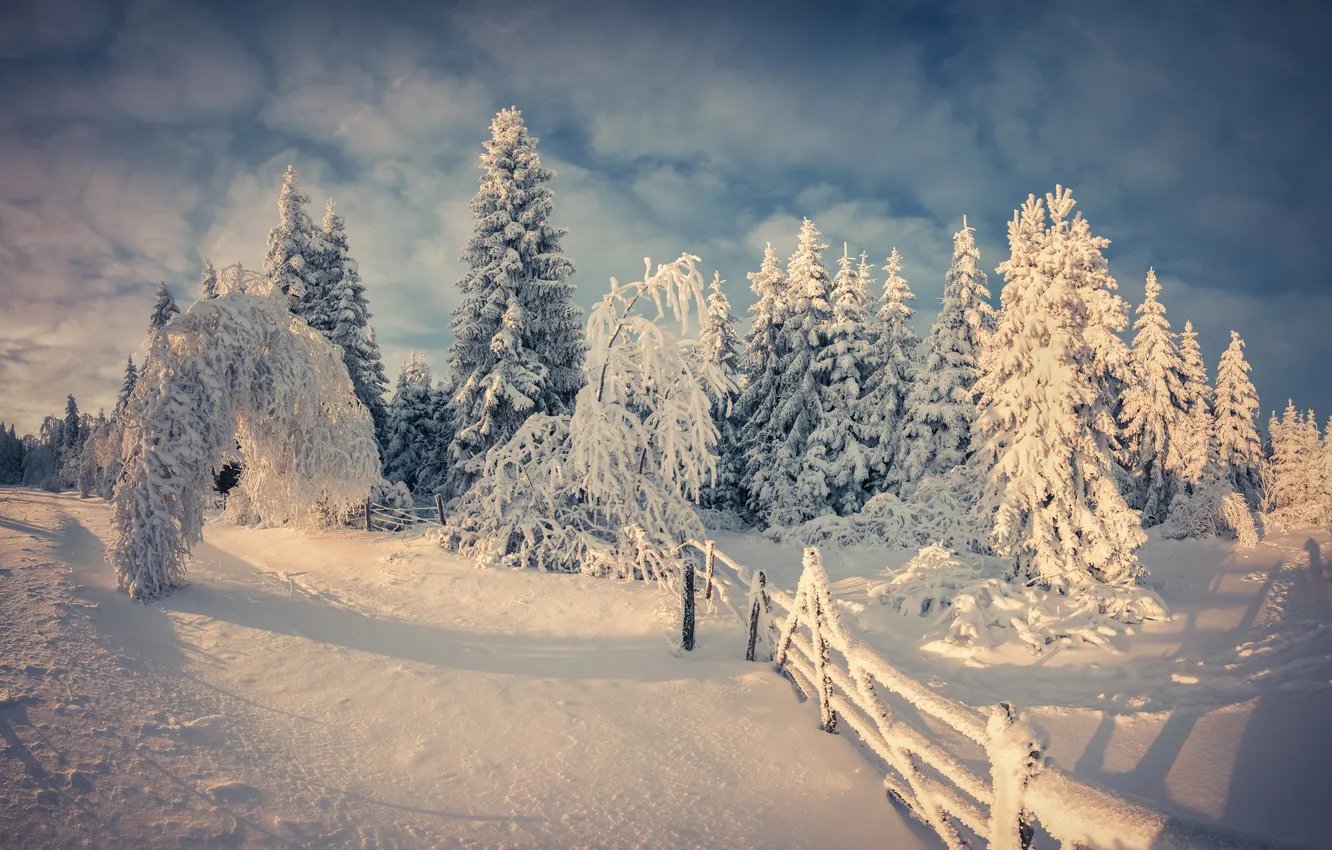 Фото обои зима, лес, снег, деревья, забор, ели, изгородь