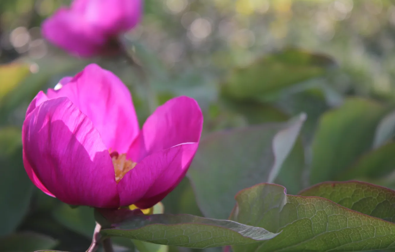 Фото обои цветы, розовый, весна, боке, пион