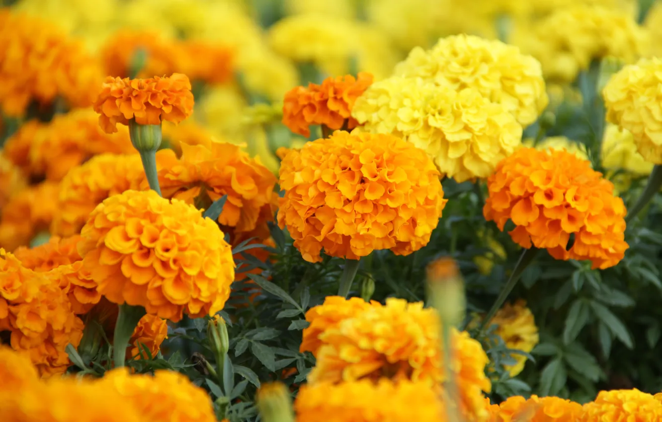 Фото обои цветок, лето, цветы, оранжевый, клумба, оранжевое настроение, fistashkos