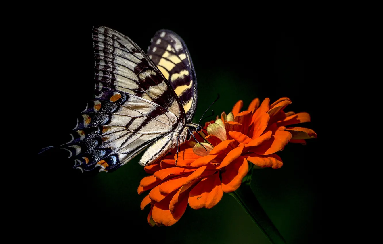 Фото обои цветок, фон, бабочка, цинния