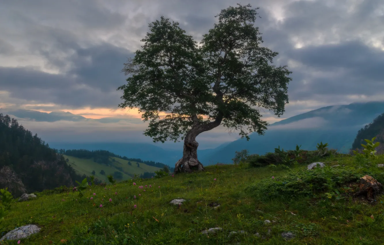 Фото обои облака, пейзаж, горы, природа, туман, дерево, растительность, утро