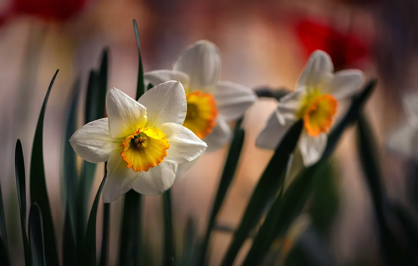 Фото обои цветы, весна, нарциссы, флора, Неля Рачкова