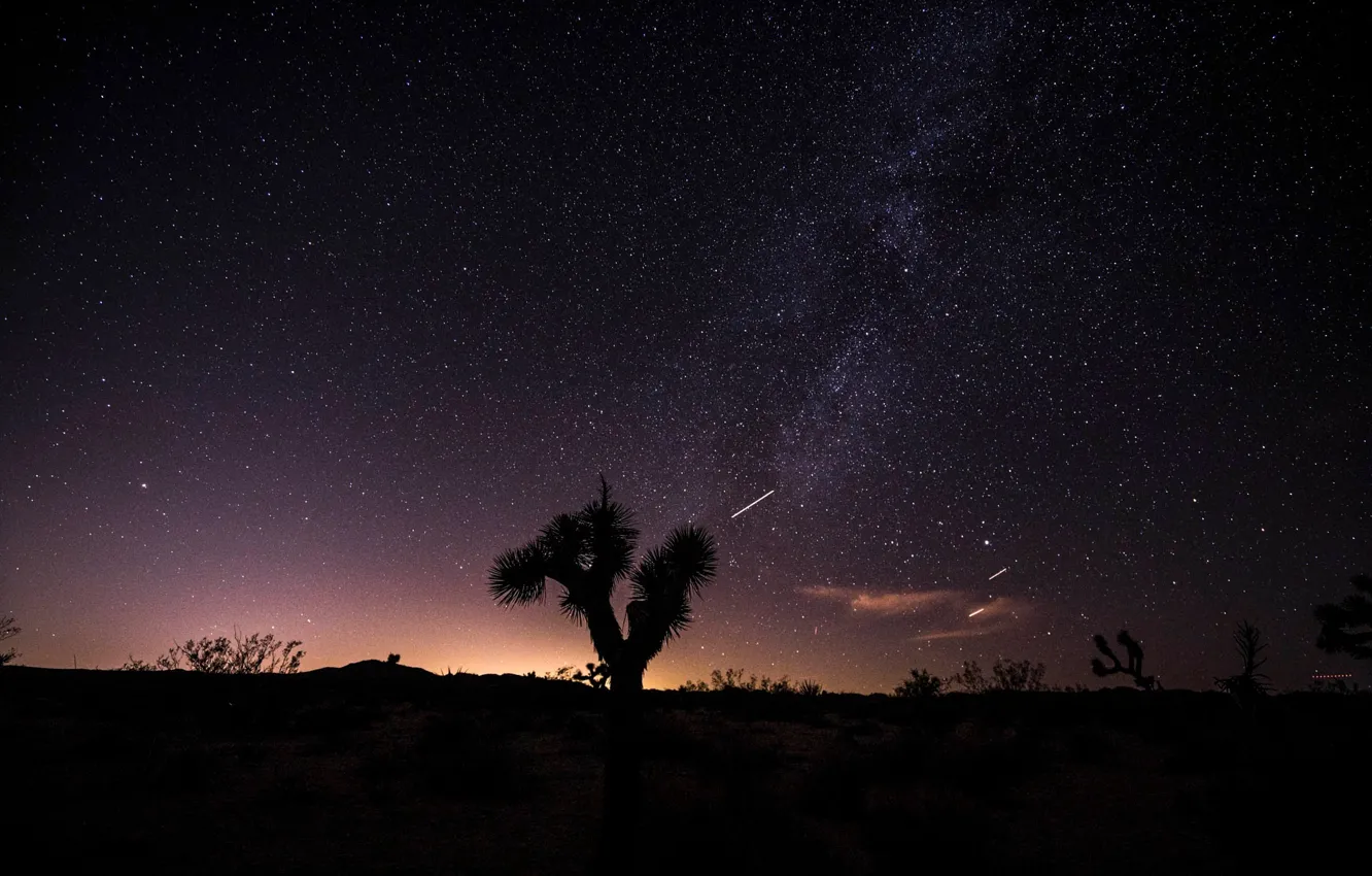 Фото обои небо, звезды, ночь, пустыня, дерево джошуа