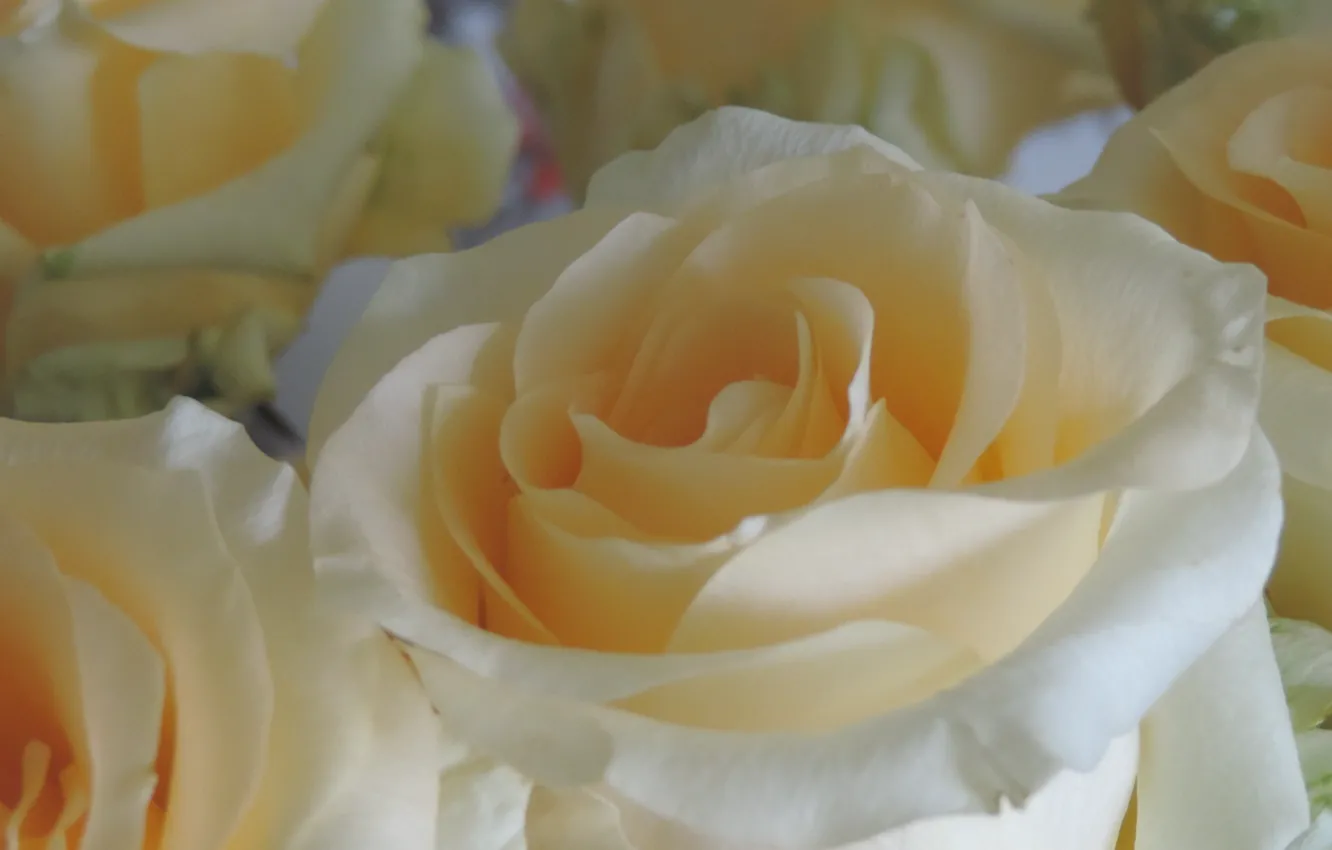 Фото обои белый, кремовый, Розы, бутоны