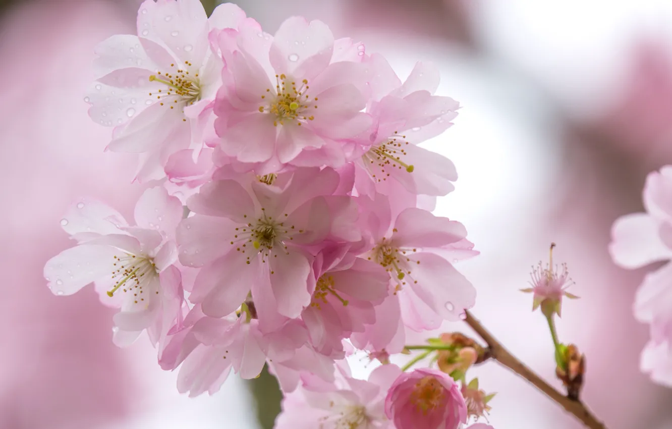 Фото обои розовый, ветка, весна, сакура
