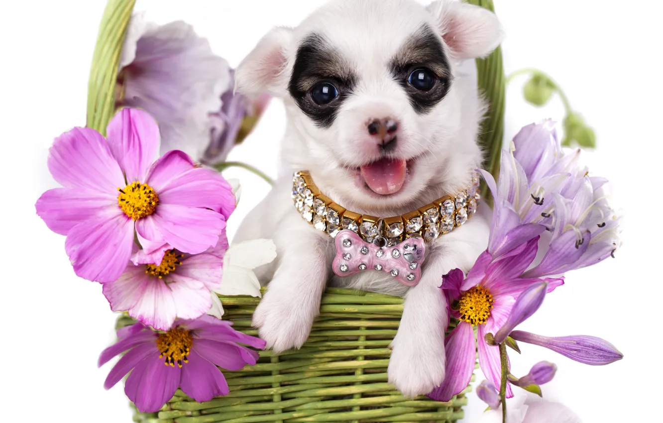 Фото обои цветы, корзина, собака, щенок, ошейник, чихуахуа, космея