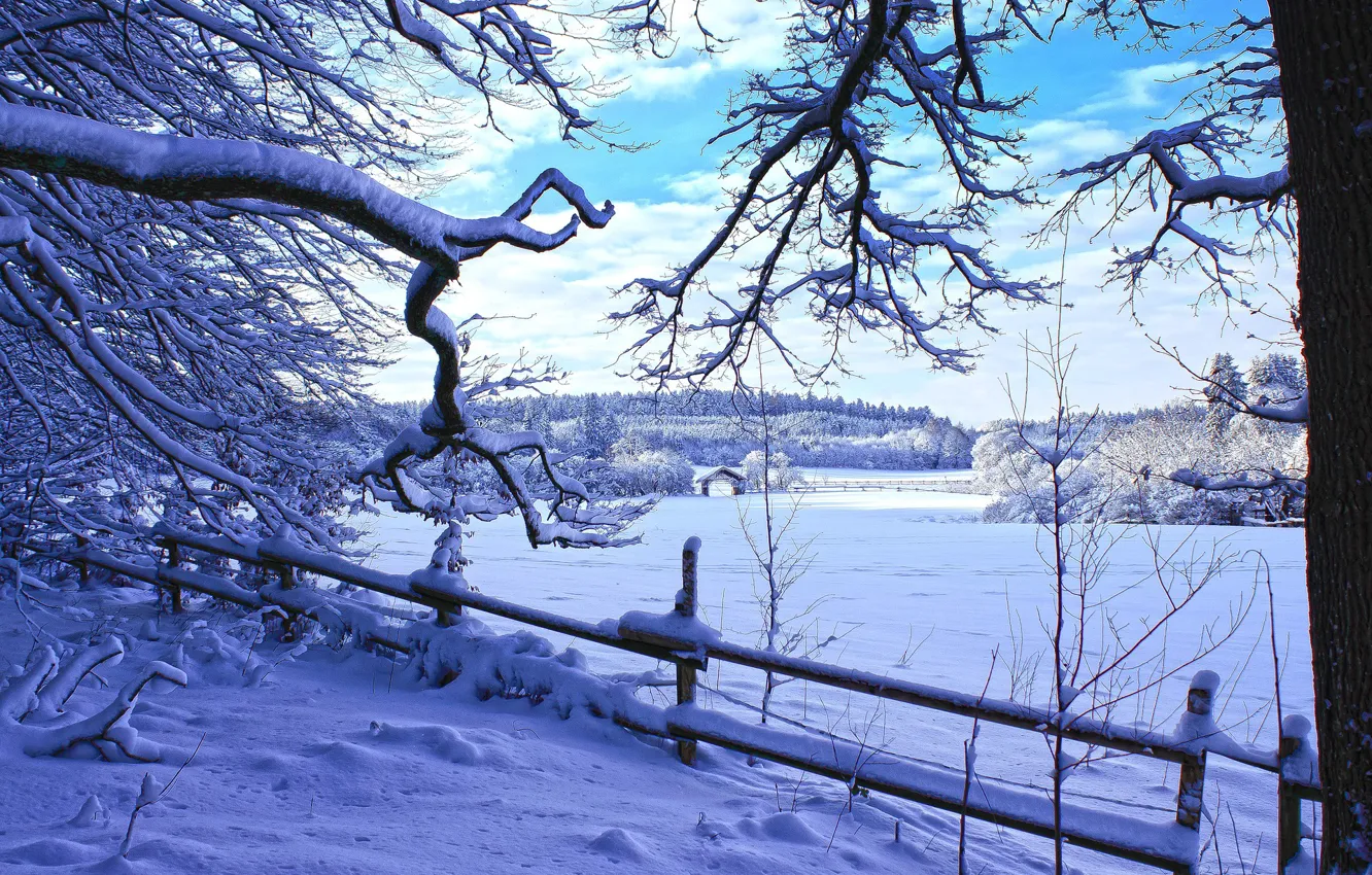 Фото обои зима, лес, снег, деревья, мороз