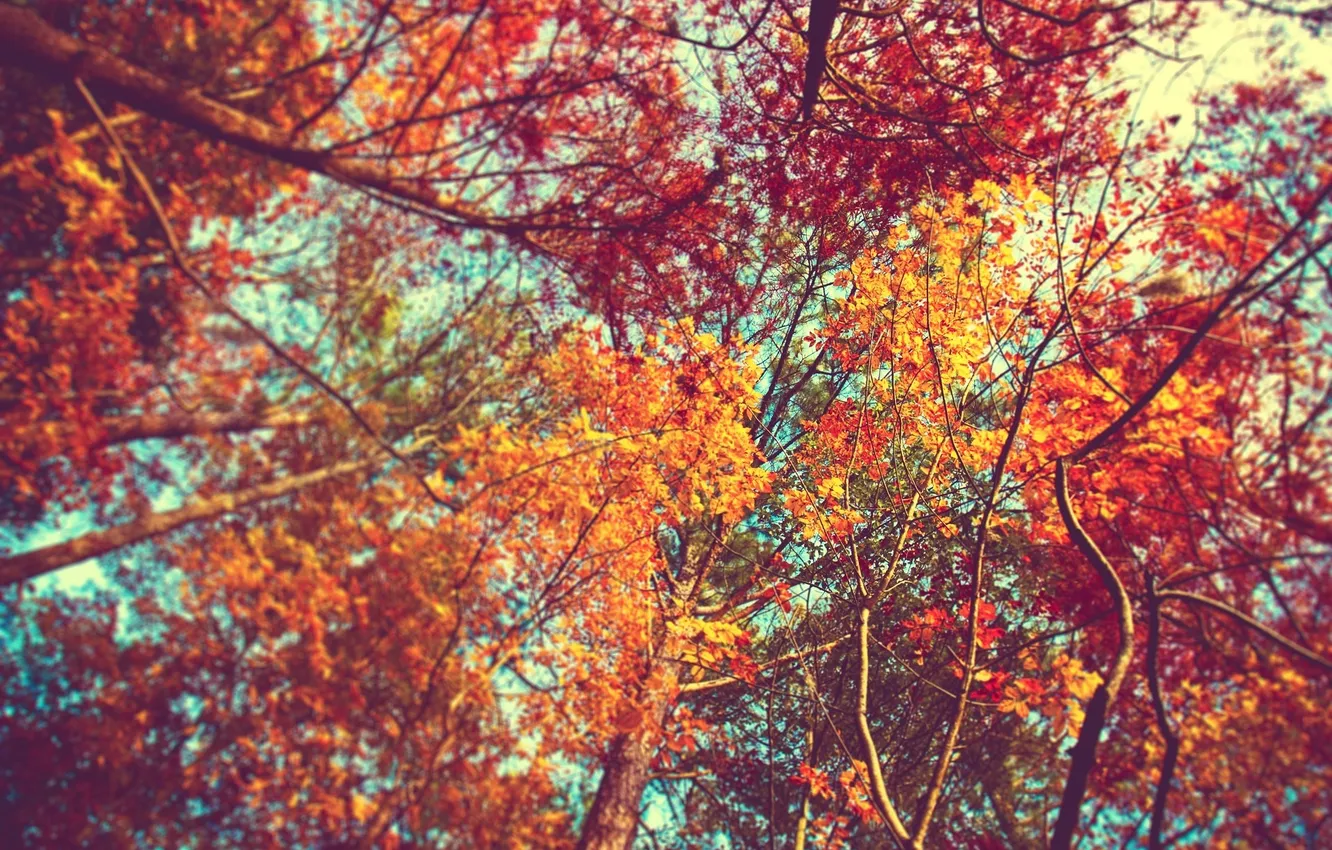 Фото обои осень, листья, вид, Деревья, nature, кроны