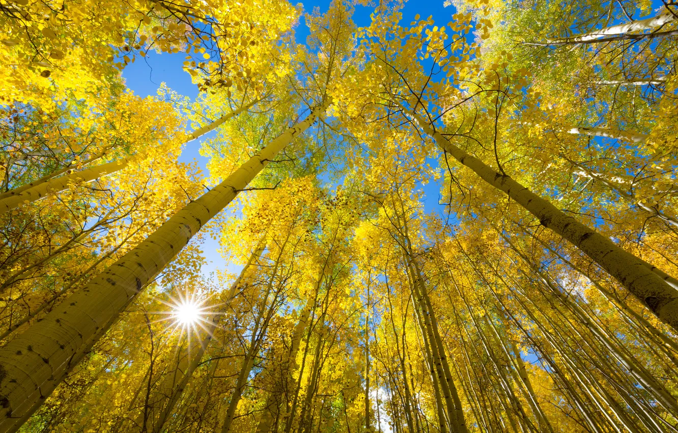 Фото обои осень, небо, листья, деревья, природа, солнышко