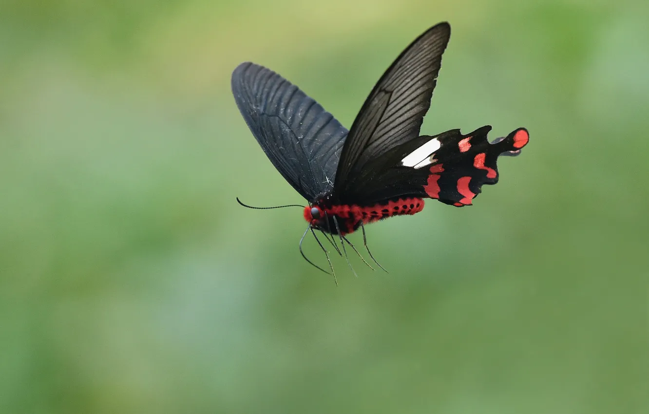 Фото обои flying, wings, butterfly