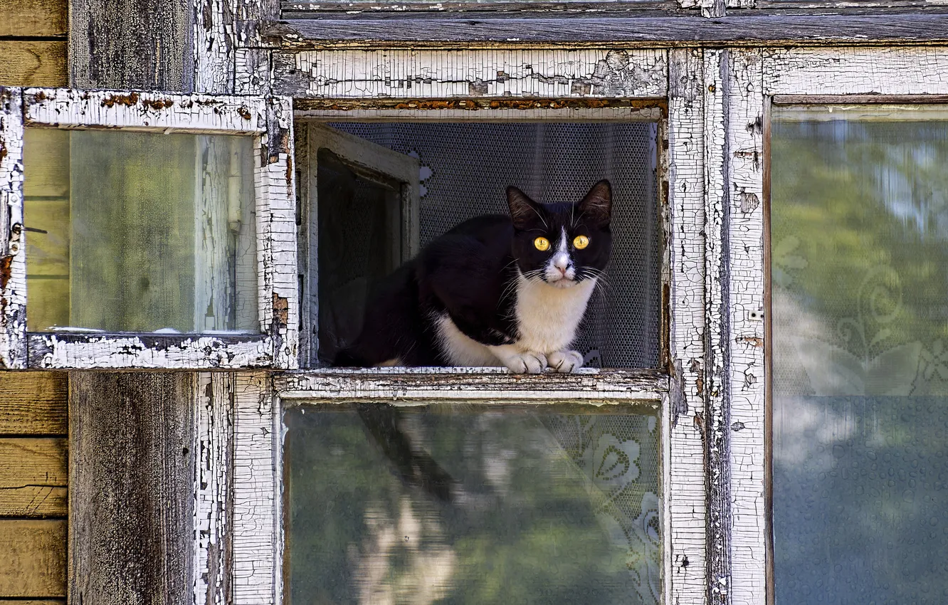 Фото обои кошка, кот, взгляд, стекло, поза, черно-белый, рама, окно