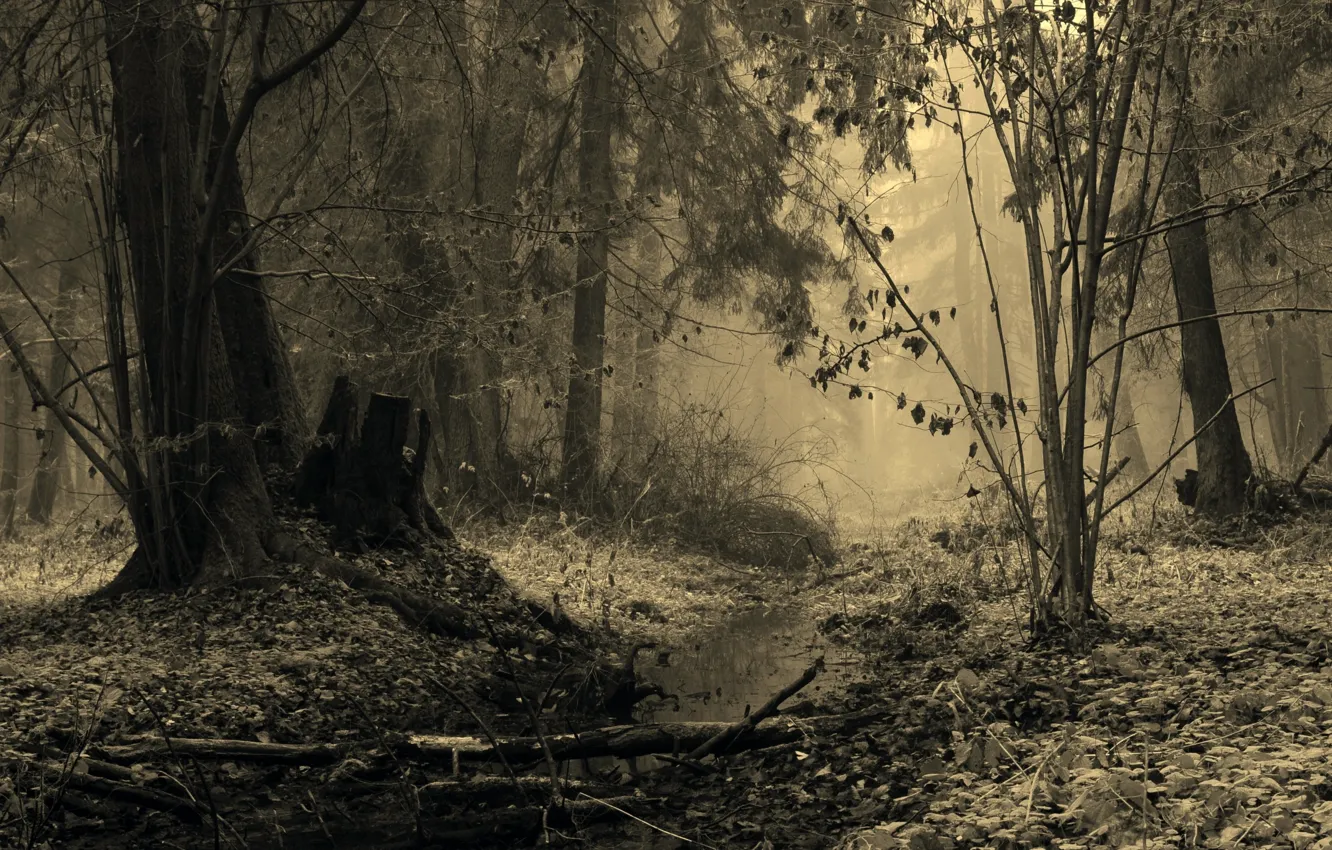 Фото обои иней, деревья, туман, ручей, Лес