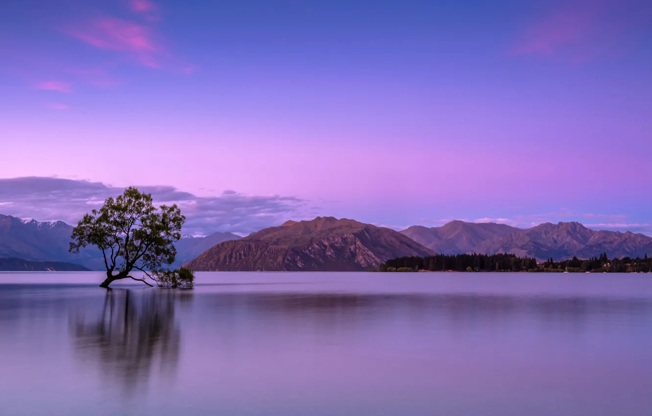 Фото обои Дерево, Новая Зеландия, Лето, Сумерки, Tree, New Zealand, Summer, Dusk