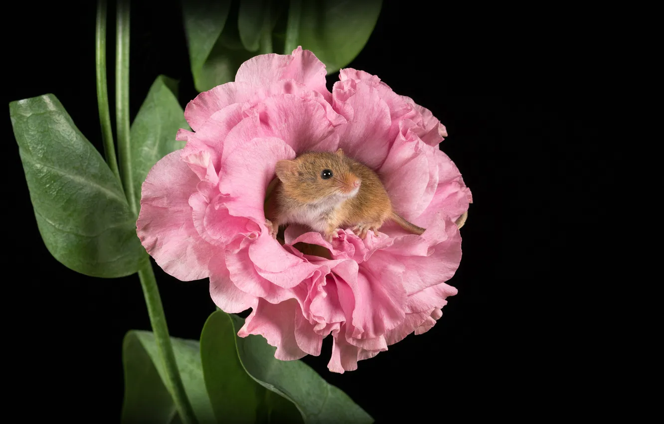 Фото обои цветок, макро, мышка, грызун, тёмный фон, Harvest mouse, Мышь-иалютка