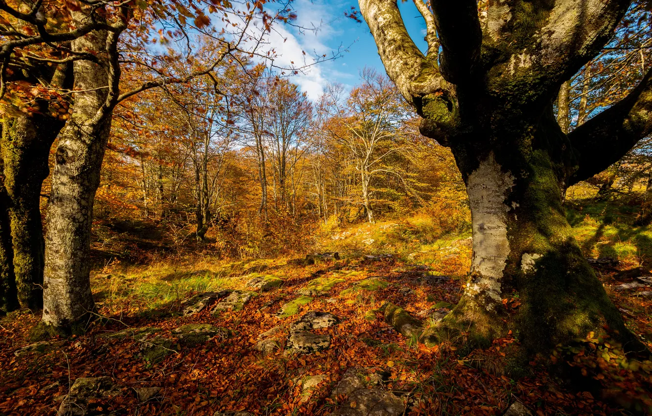 Фото обои осень, лес, листья, солнце, деревья, желтые, золотая