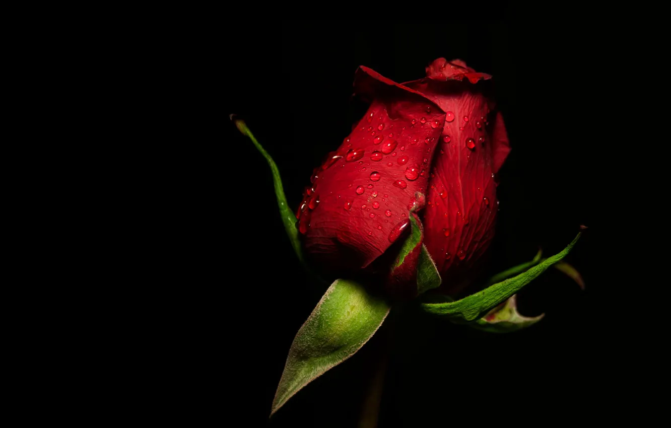 Фото обои цветок, капли, роза, бутон, черный фон, красная, одна