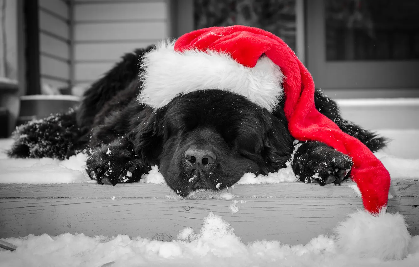 Фото обои зима, снег, черный, шапка, собака, спит, ступеньки, окрас