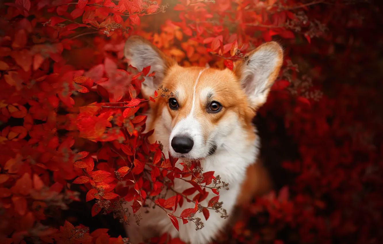 Фото обои осень, взгляд, морда, ветки, собака, Вельш-корги, Светлана Писарева
