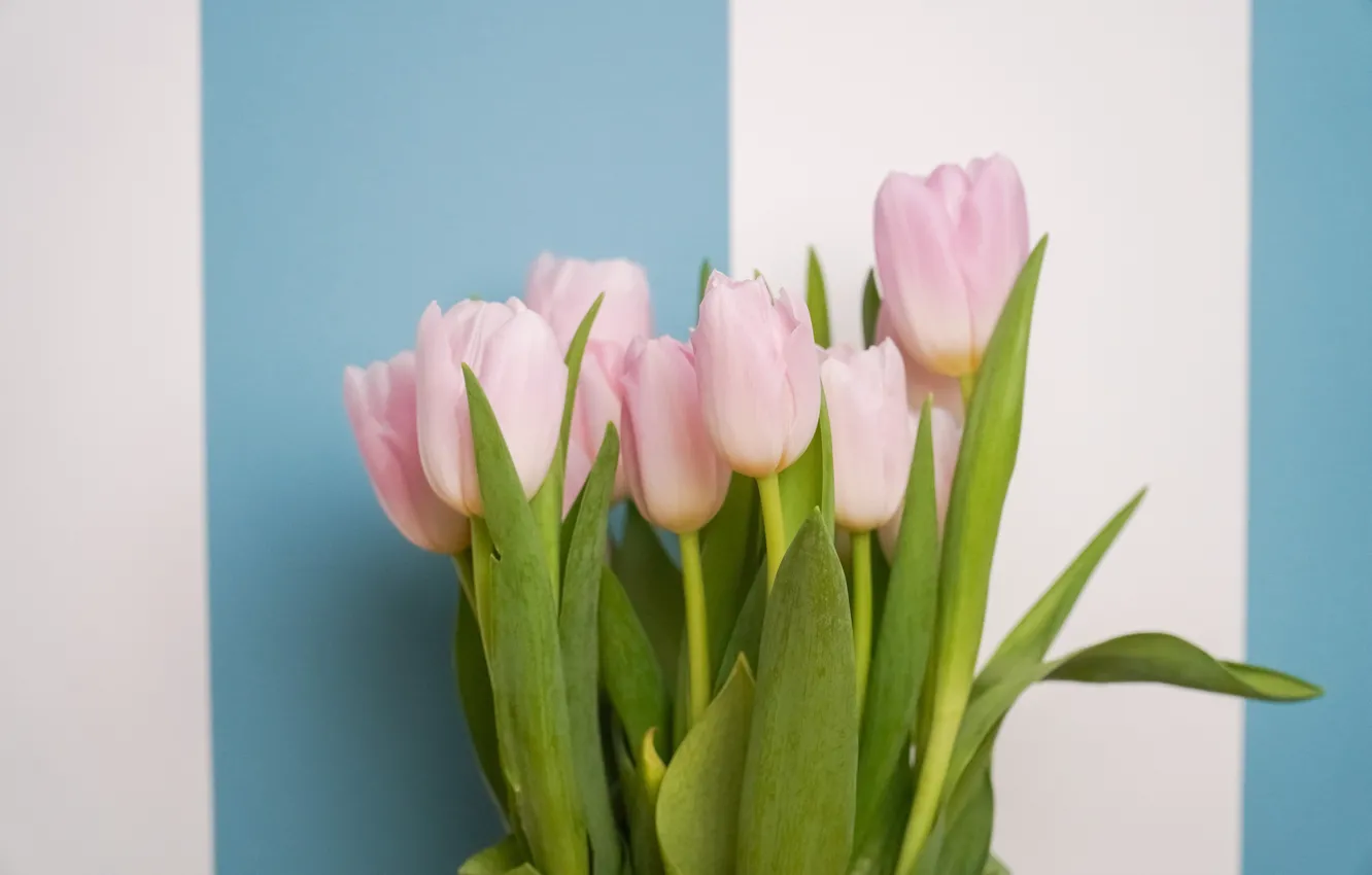 Фото обои цветы, полосы, букет, весна, тюльпаны, розовые, бутоны, голубой фон