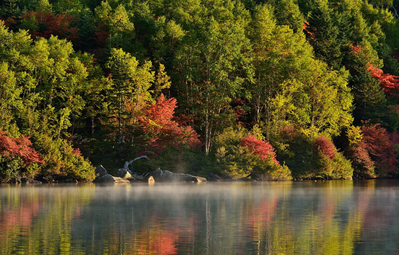 Фото обои осень, лес, деревья, туман, река, утро