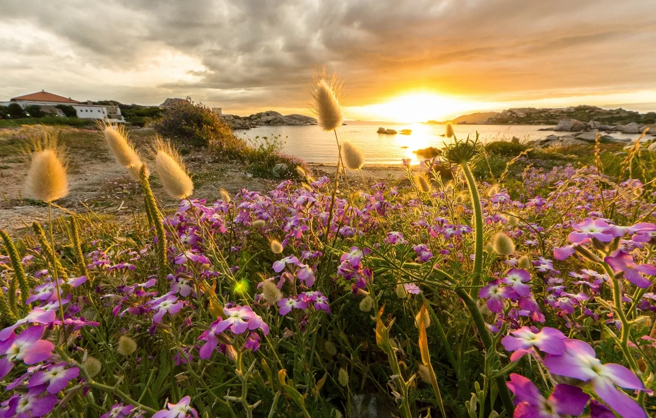 Фото обои закат, цветы, побережье, бухта