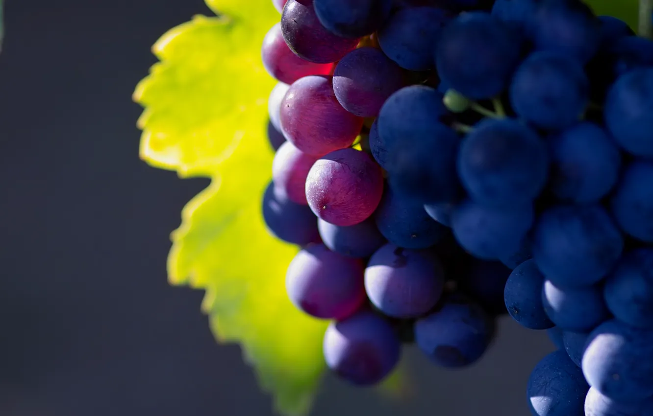 Фото обои природа, фрукты, большое разрешение, grape, виноград macro photo, fruit