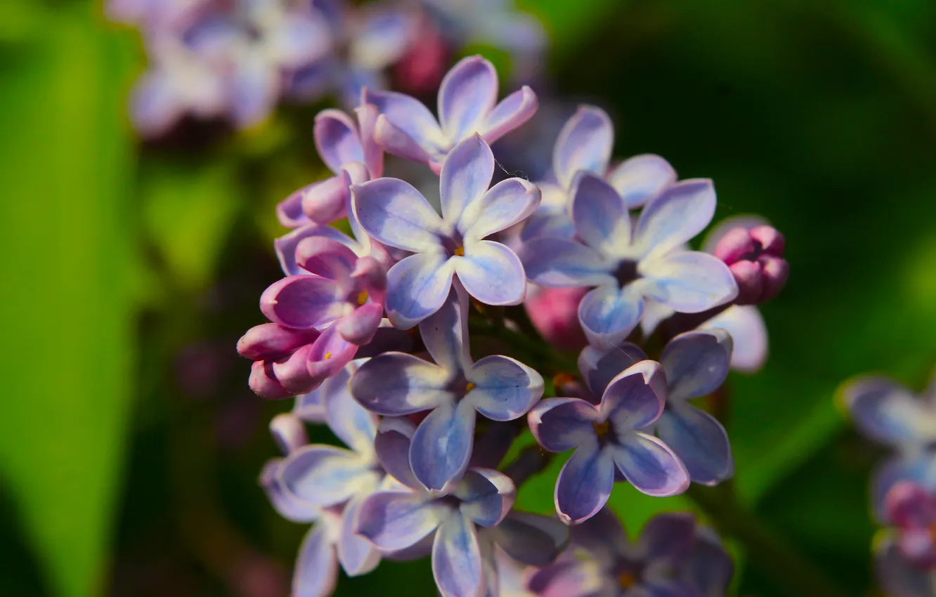 Фото обои flower, spring, lilac