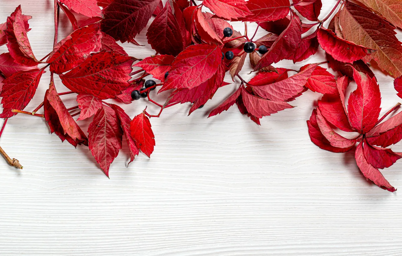 Фото обои листья, ягоды, стол, открытка, шаблон, заготовка