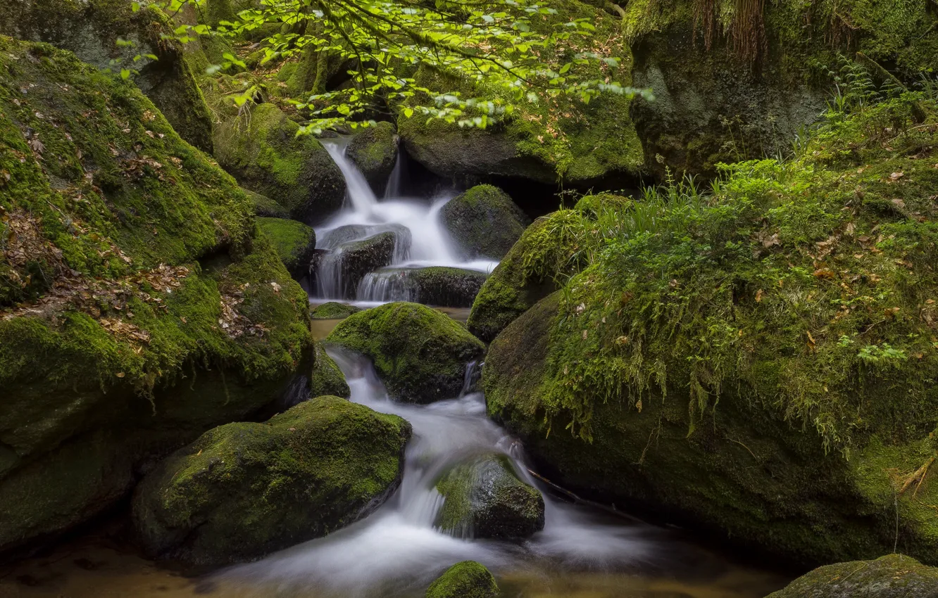 Фото обои зелень, вода, ручей, камни, мох