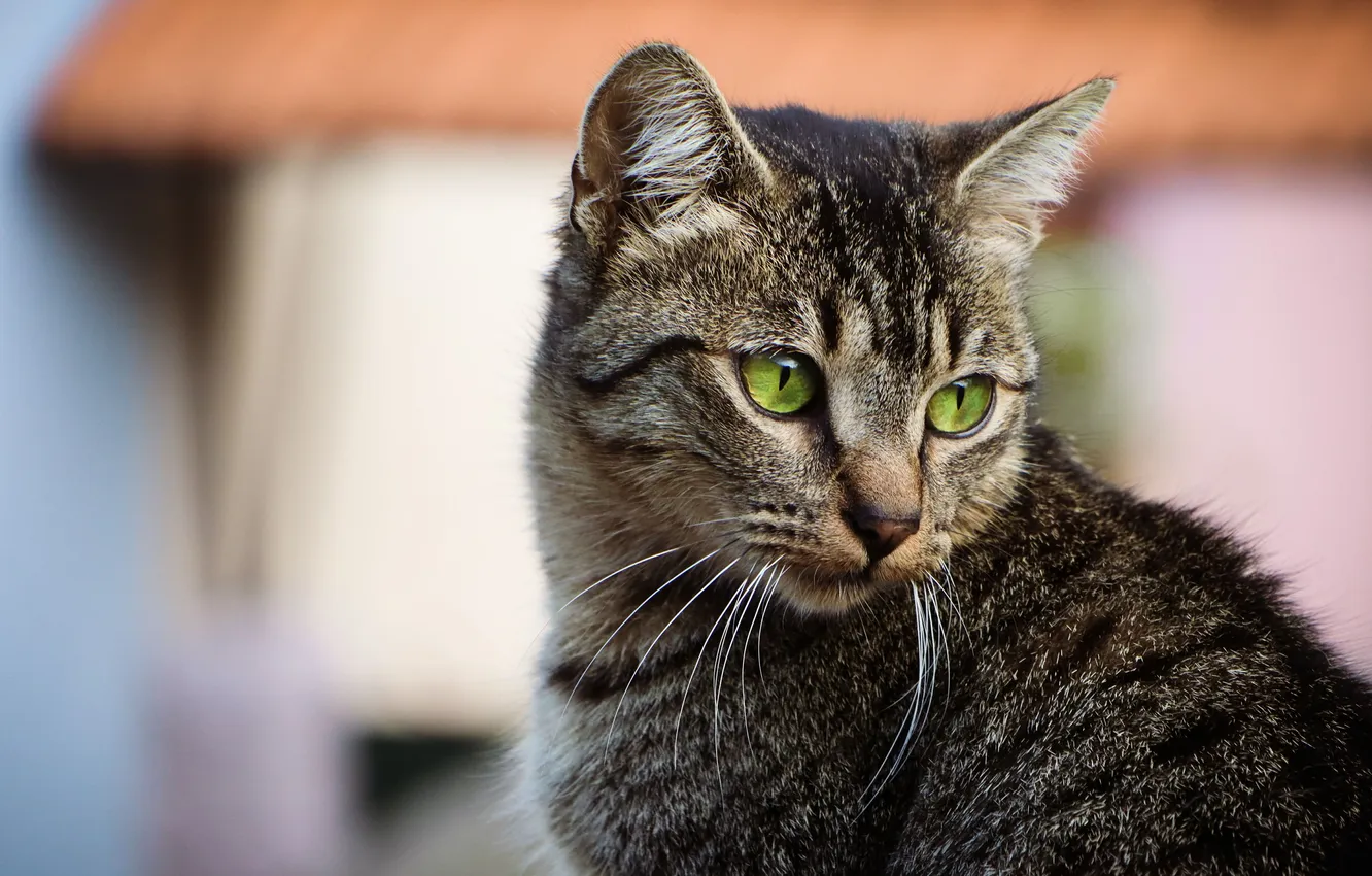 Фото обои кошка, кот, усы, взгляд, котенок, серый, портрет, мордашка