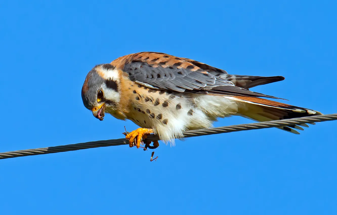 Фото обои небо, птица, провода, перья, клюв