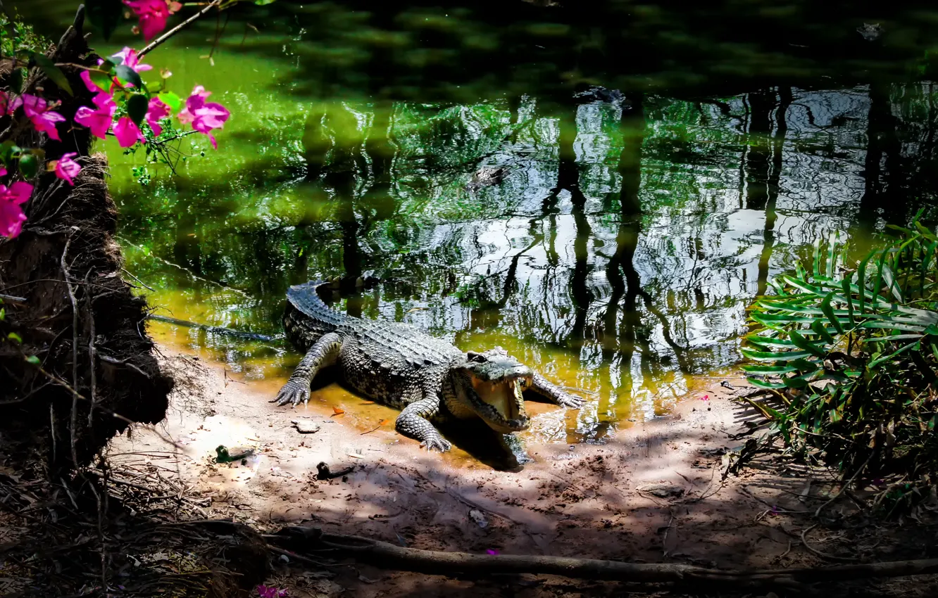 Фото обои парк, крокодил, Вьетнам
