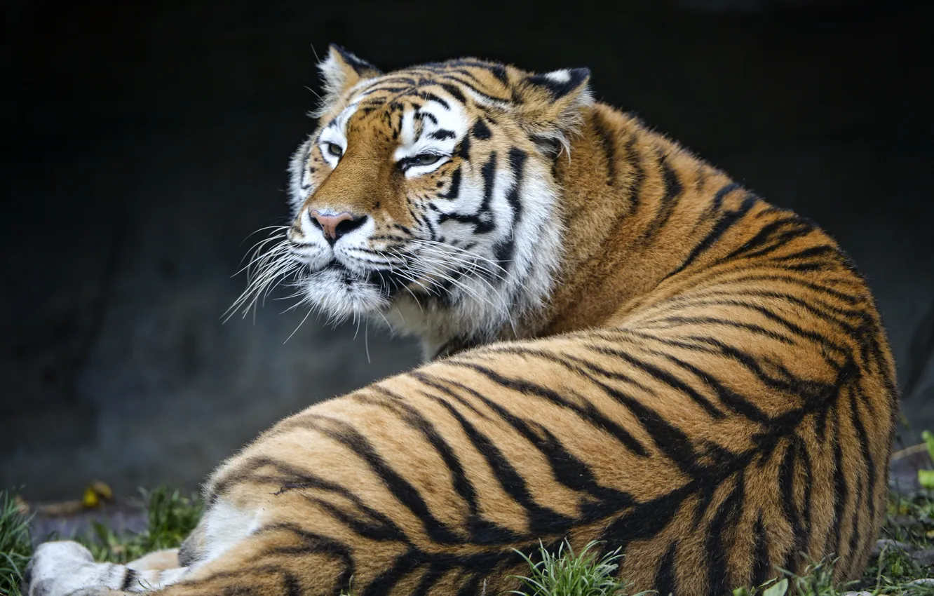 Фото обои кошка, тигр, амурский, ©Tambako The Jaguar
