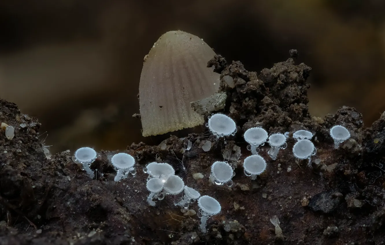 Фото обои осень, макро, роса, фон, грибы, гриб, Beat Buetikofer