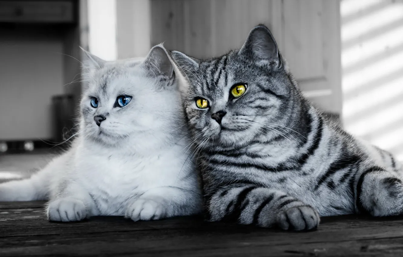 Фото обои взгляд, кошки, фон