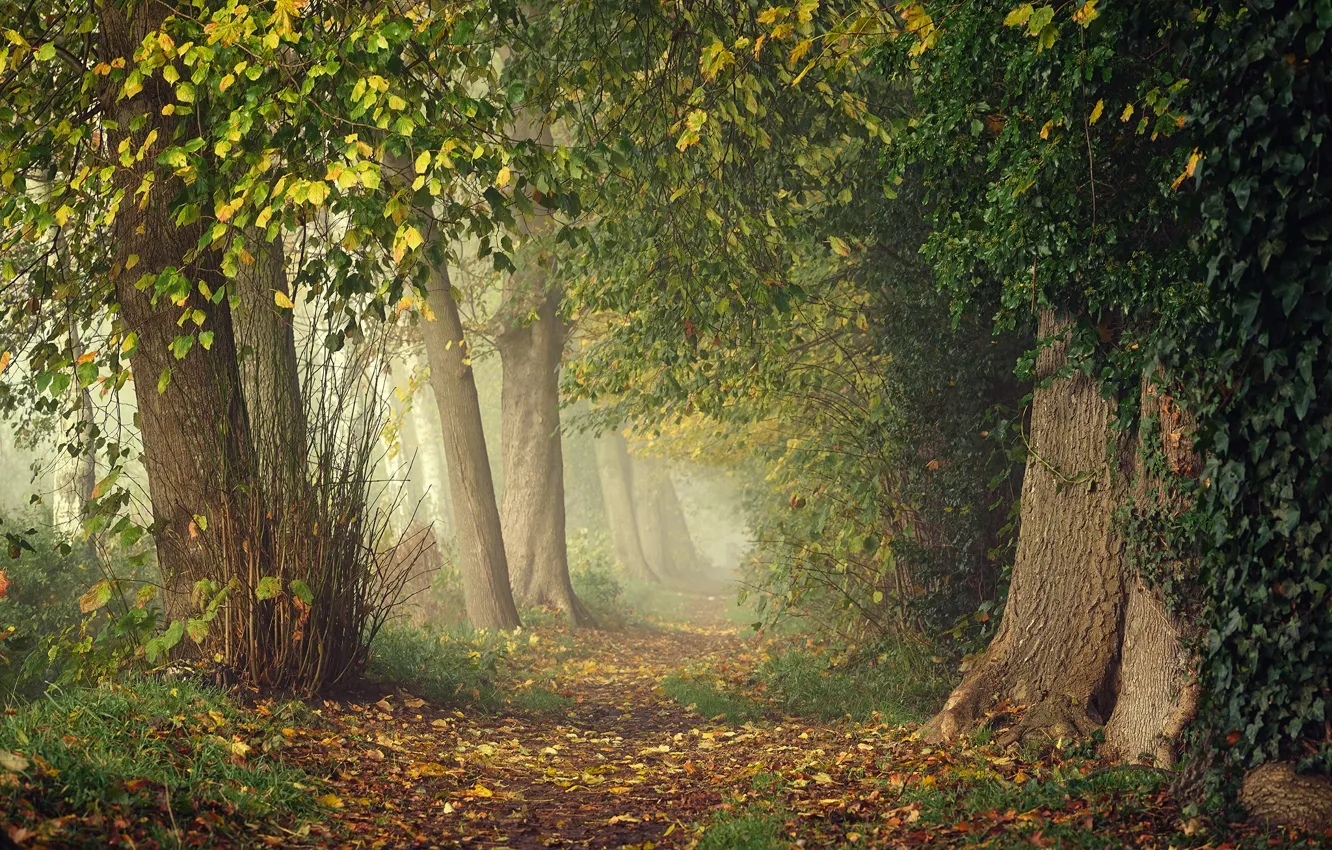 Фото обои зелень, осень, лес, листья, ветки, туман, парк, заросли