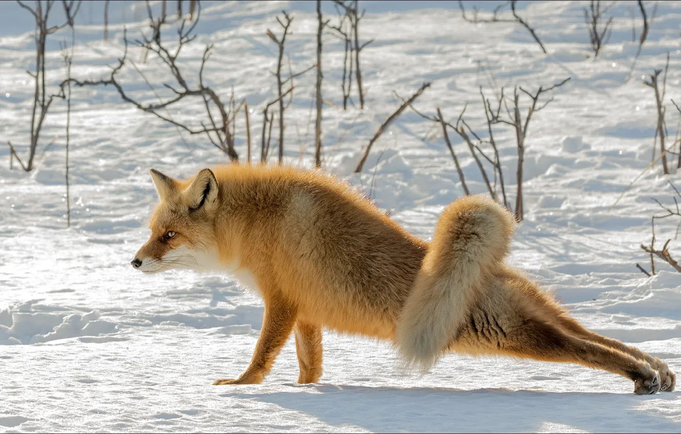 Фото обои природа, животное, гимнастика, йога, лиса, fox, animals, nature