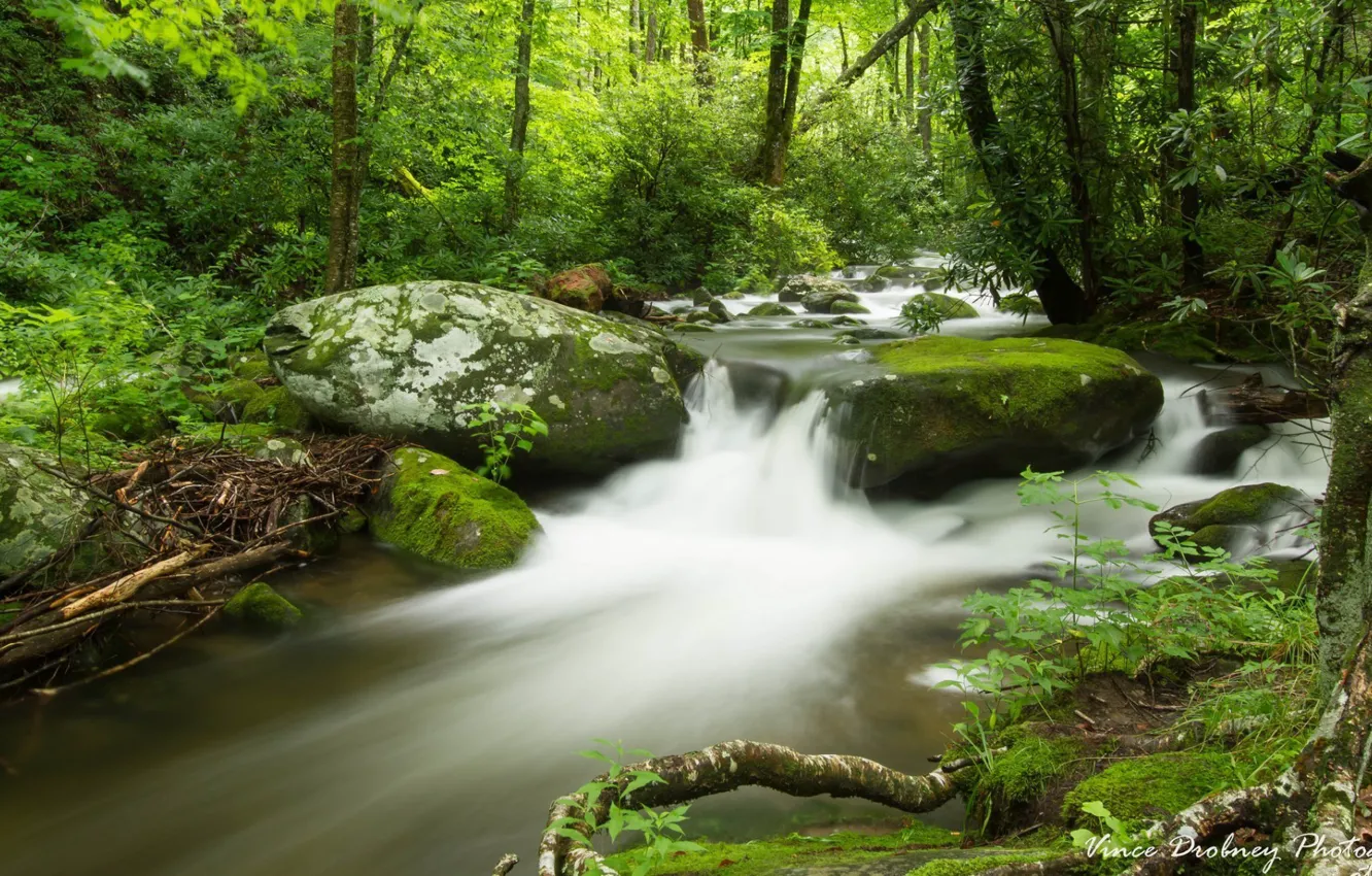 Фото обои forest, river, trees, nature, stormy stream
