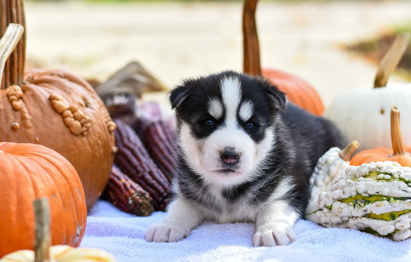 Фото обои осень, природа, поза, фон, собака, малыш, тыквы, щенок